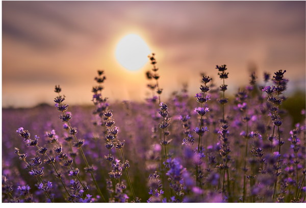 Organic Lavender Oil →